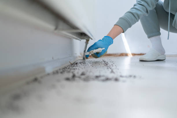 Reliable Five Points, NC Pest Control Solutions